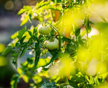 frische saftige Grüne Tomate hängt am Strauch