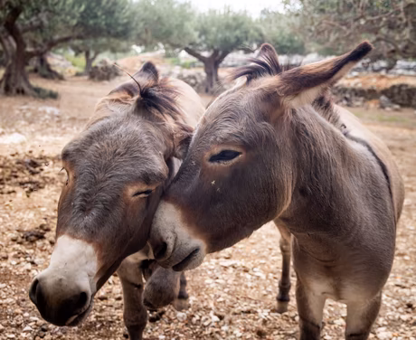 Zwei Esel stehen unter Olivenbäumen