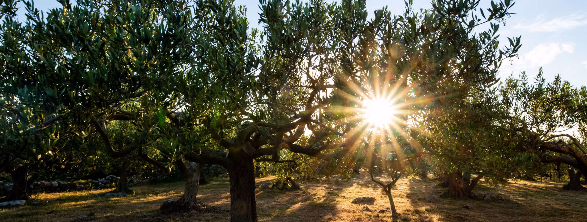 Olivenbaum bei Sonnenuntergang 