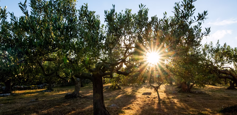 Olivenbaum bei Sonnenuntergang 