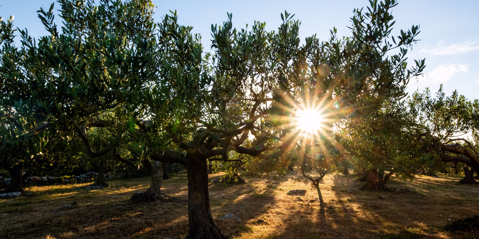 Olivenbaum bei Sonnenuntergang 