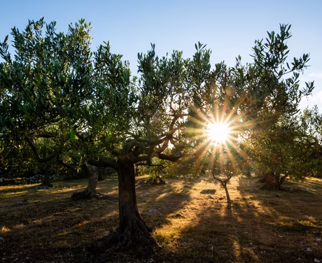 Olivenbaum bei Sonnenuntergang 