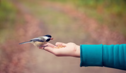 Act of Kindness, © Bonnie Kittle