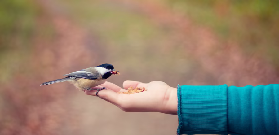 Act of Kindness, © Bonnie Kittle