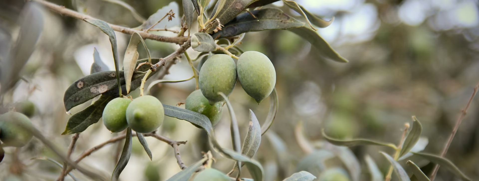 Grüne Oliven auf einem Olivenbaum