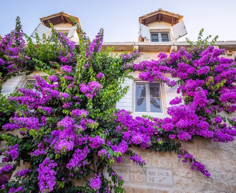 Blumenpracht aus lila Blumen an der Steinwand