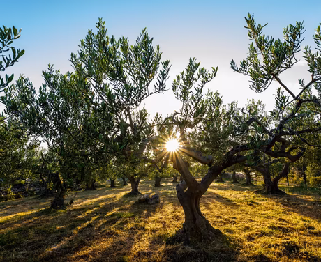 Olivenbäume Abendstimmung mit Untergehender Sonne