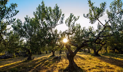 Olivenbäume Abendstimmung mit Untergehender Sonne