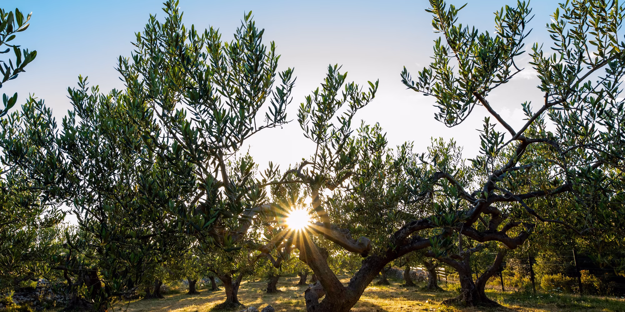 Olivenbäume Abendstimmung mit Untergehender Sonne