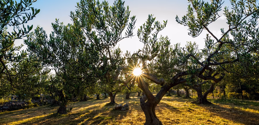 Olivenbäume Abendstimmung mit Untergehender Sonne