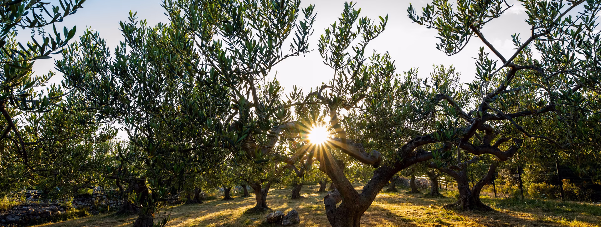 Olivenbäume Abendstimmung mit Untergehender Sonne
