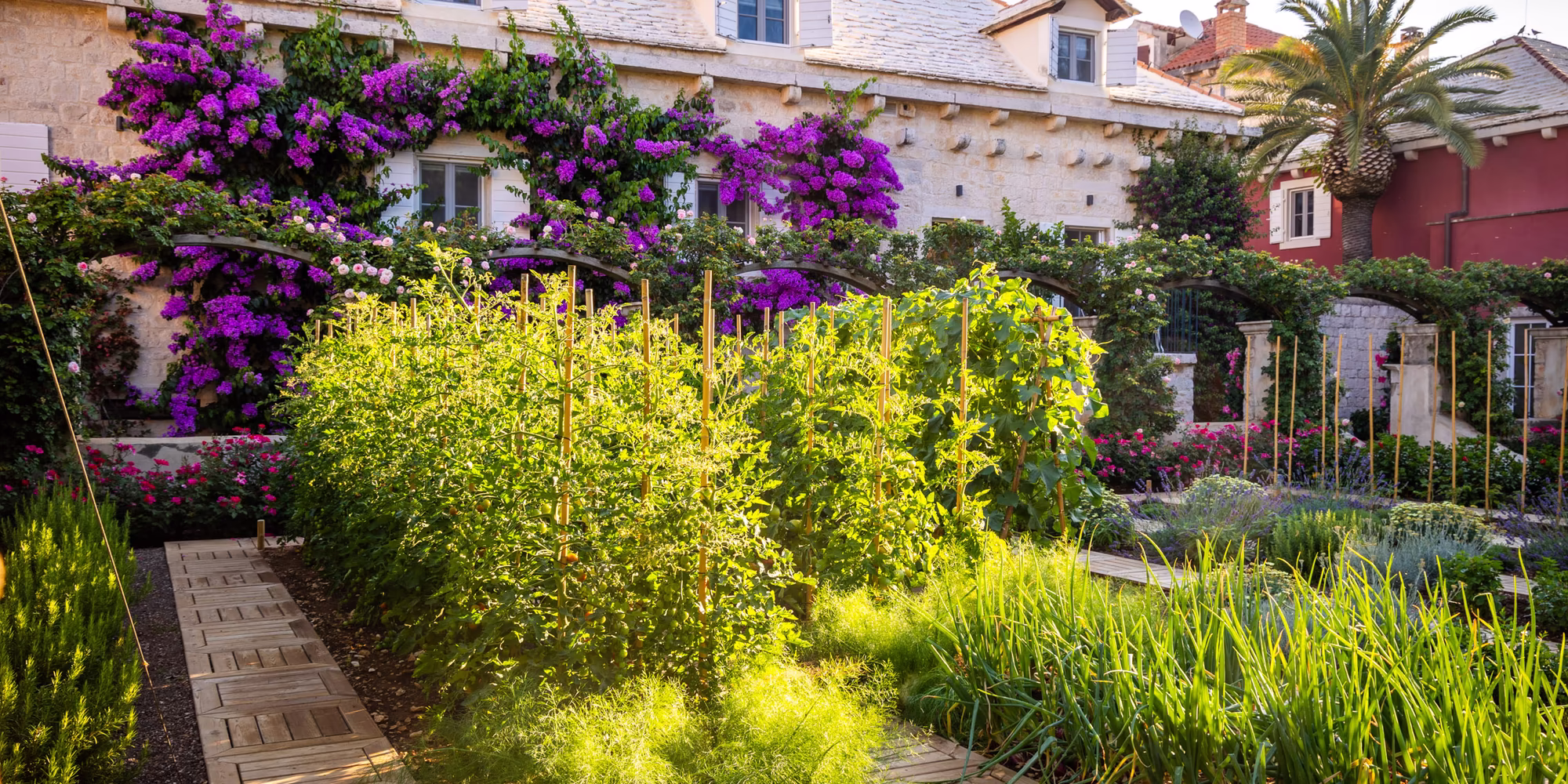 Bio Gemüsegarten mit Tomatenstauden bei Morgenstimmung 