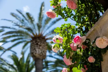Palm trees and roses