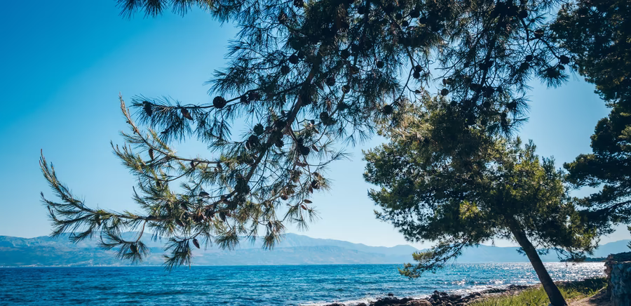 Strand mit vielen Bäumen, blauem Meer und großen Steinen