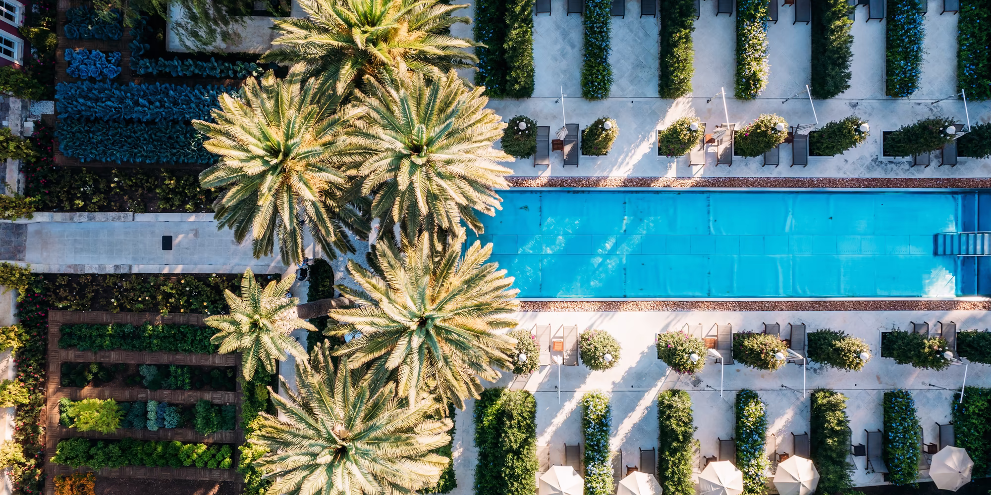 großer Pool mit Palmen und Liegen von oben