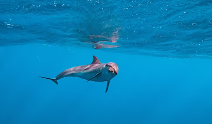 Delfin, © Dani Grau via Unsplash