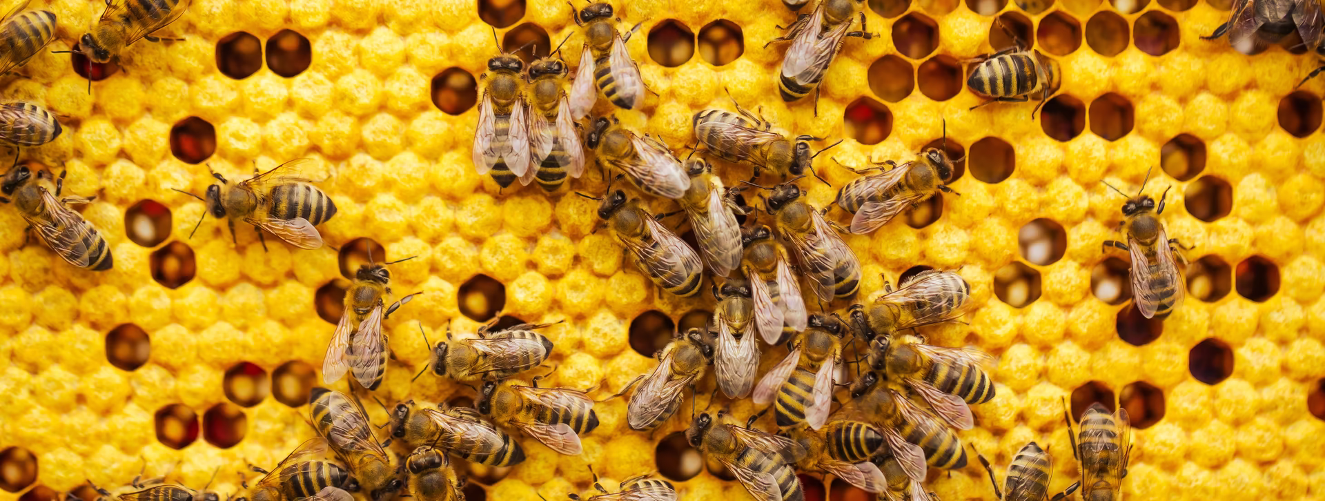 Bienenvolk, © Unsplash