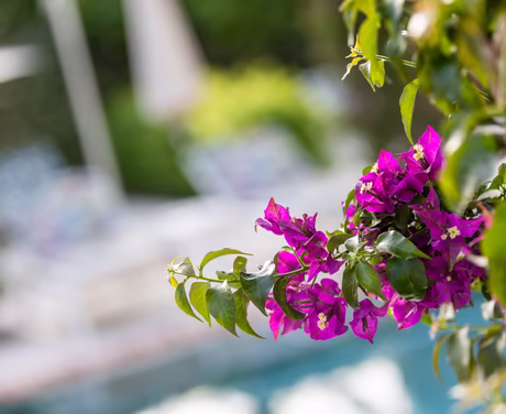 Pinke Blumen am Pool Rand 